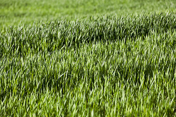 Image showing Field of wheat