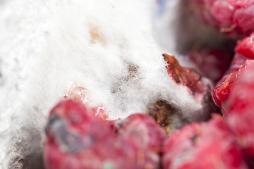 Image showing mold on the raspberries