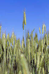 Image showing Field with cereal