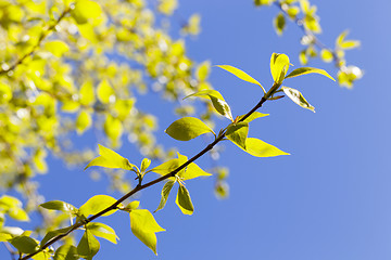 Image showing linden leaves, spring