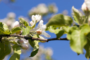 Image showing apple flowers, sky