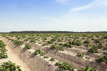 Image showing Agriculture, potato field