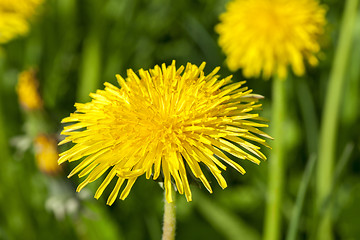 Image showing yellow dandelions in spring