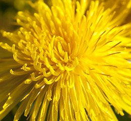 Image showing yellow dandelions in spring