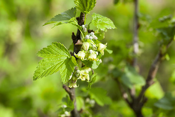 Image showing spring flowering currant