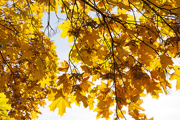 Image showing maple trees in the fall