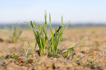 Image showing young grass plants, close-up