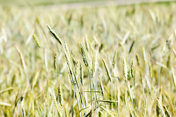 Image showing green cereals, close-up