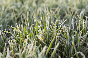 Image showing young grass plants, close-up