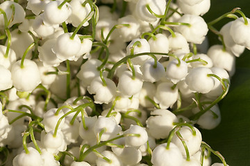 Image showing Forest lily of the valley close-up