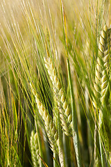 Image showing mature cereal, close-up