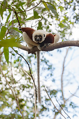 Image showing Lemur Coquerel\'s sifaka (Propithecus coquereli)