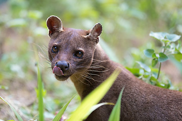 Image showing carnivorous mammal Fossa (Cryptoprocta ferox)