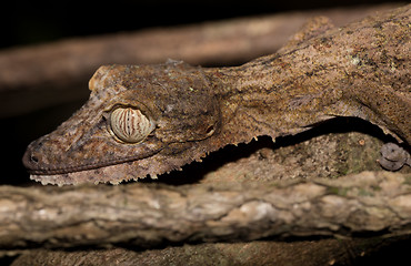 Image showing Giant leaf-tailed gecko, Uroplatus fimbriatus