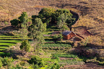 Image showing Malagasy farm with terraced fields