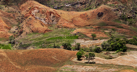 Image showing Malagasy farm with terraced fields