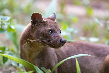 Image showing carnivorous mammal Fossa (Cryptoprocta ferox)