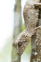 Image showing Perfectly masked mossy leaf-tailed gecko