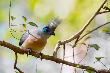 Image showing Atractive bird Crested coua (Coua cristata)