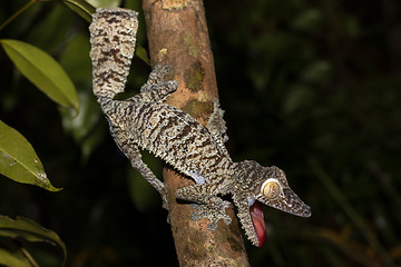 Image showing Giant leaf-tailed gecko, Uroplatus fimbriatus