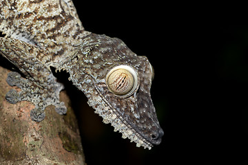 Image showing Giant leaf-tailed gecko, Uroplatus fimbriatus