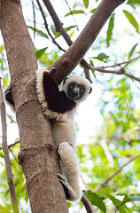 Image showing Lemur Coquerel\'s sifaka (Propithecus coquereli)