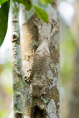 Image showing Perfectly masked mossy leaf-tailed gecko