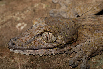 Image showing Giant leaf-tailed gecko, Uroplatus fimbriatus