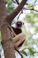 Image showing Lemur Coquerel\'s sifaka (Propithecus coquereli)