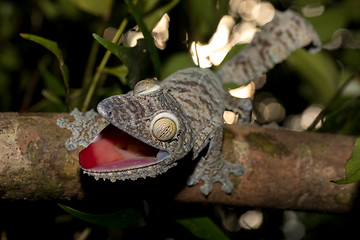 Image showing Giant leaf-tailed gecko, Uroplatus fimbriatus