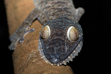 Image showing Giant leaf-tailed gecko, Uroplatus fimbriatus