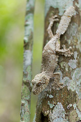 Image showing Perfectly masked mossy leaf-tailed gecko