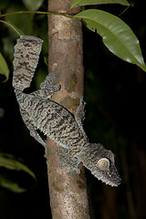 Image showing Giant leaf-tailed gecko, Uroplatus fimbriatus