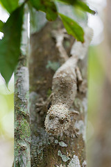 Image showing Perfectly masked mossy leaf-tailed gecko