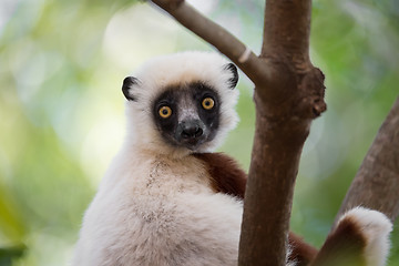 Image showing Lemur Coquerel\'s sifaka (Propithecus coquereli)