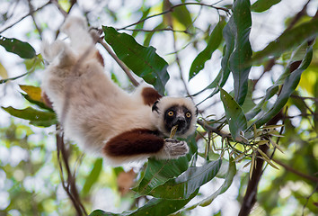 Image showing Lemur Coquerel\'s sifaka (Propithecus coquereli)