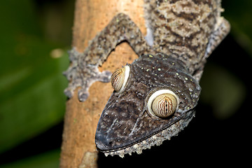 Image showing Giant leaf-tailed gecko, Uroplatus fimbriatus