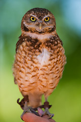 Image showing Burrowing owl