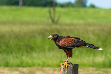 Image showing Harris hawk sitting on a wooden pole