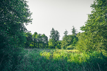 Image showing Green trees in the spring in a forest