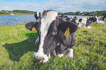 Image showing Cow lying in the green grass