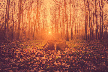 Image showing Tree stump in a forest sunrise