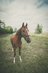 Image showing Brown horse on a green meadow