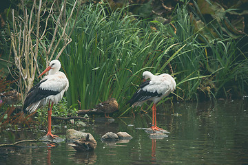 Image showing Stork couple by a river