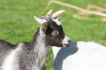 Image showing Kid goat with black spots on a rural meadow