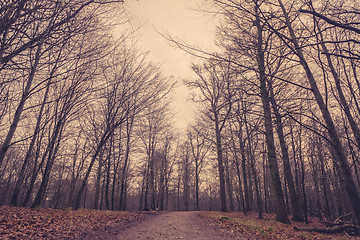 Image showing Path in the forest at dawn