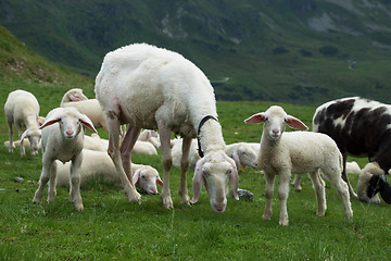 Image showing Sheeps at the Gruenwaldkopf, Obertauern, Austria