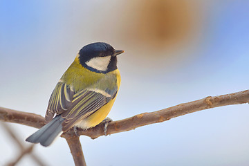 Image showing Titmouse (Parus major) on a peak of branch