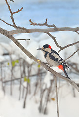 Image showing Great Spotted Woodpecker