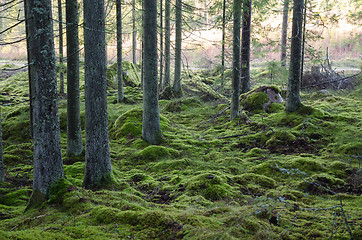 Image showing Mossy green forest